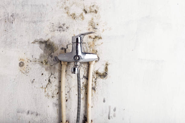 Office Mold Removal Services in Creedmoor, NC