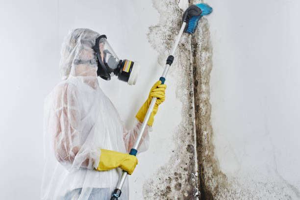 Best Mold Testing  in Creedmoor, NC