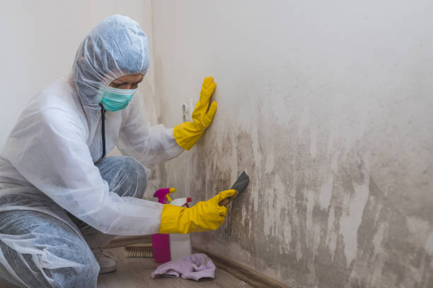 Best Home Mold Removal  in Creedmoor, NC