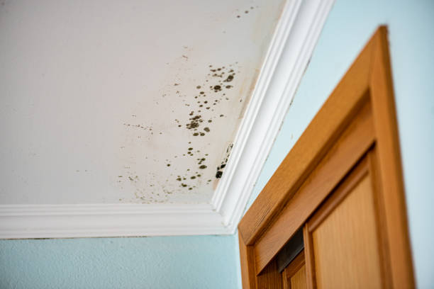 Best Mold Testing  in Creedmoor, NC