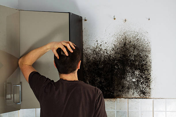 Best Toxic Mold Removal  in Creedmoor, NC
