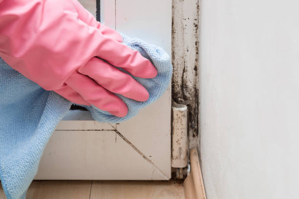 Best Affordable Mold Removal  in Creedmoor, NC