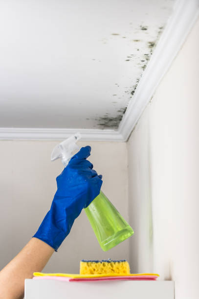 Best Black Mold Removal  in Creedmoor, NC